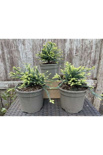 Секвоя Адпресса в Україні